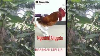 Download lagu Snack Video LUCU😁 AYAM LAGI PAKE CELANA mp3
