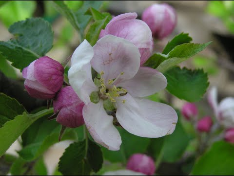 Katarzyna Rogalska - Niech no tylko zakwitną jabłonie