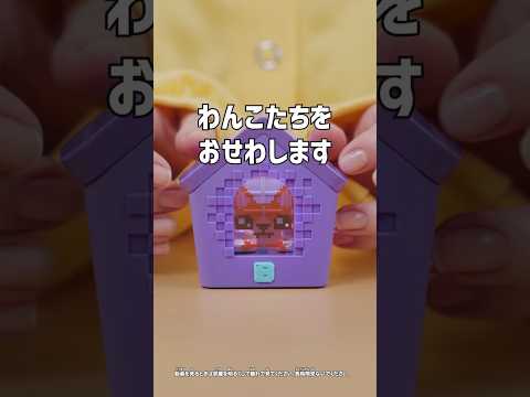 『わんだーはうす』でわんことあそぼう！🐶🏠