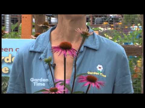 Plant Pick - Echinacea 'Pica Bella'