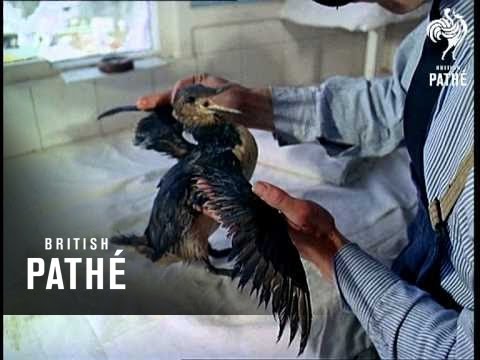 Santuario degli uccelli carcerari (1967)