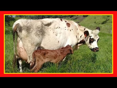 , title : '🔴 Raça de Gado Normando ✅ O melhor gado imagens de touros e vacas Gado Leitero'