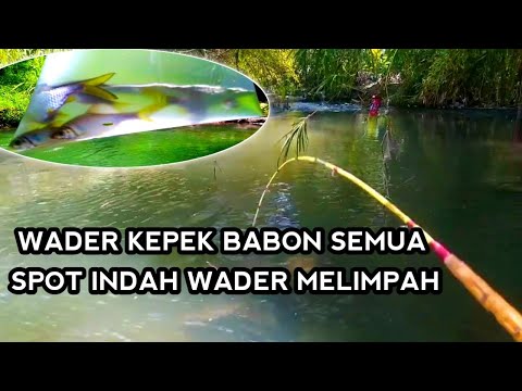 BABON SEMUA!! MANCING KEPEK STRIKE BERTUBI-TUBI  || mancing wader sirip kuning