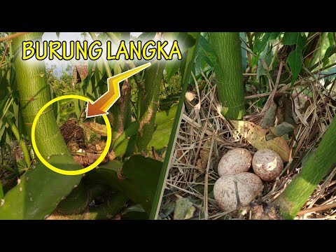 AJAIB!!! Kebun Buah Naga Ini Dipenuhi Sarang Burung Langka?