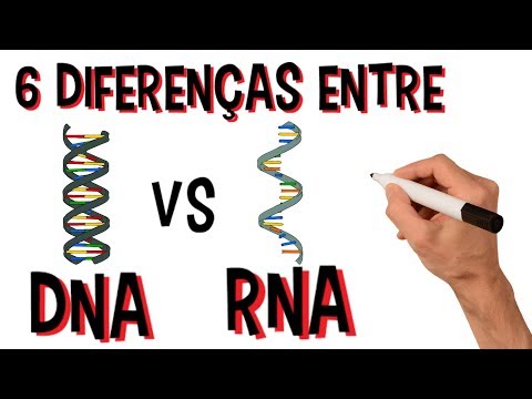 Differences between DNA and RNA | 6 Main Differences | Animated Video