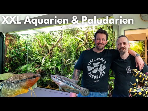 Amazing aquariums & terrariums at Gerhard’s home!