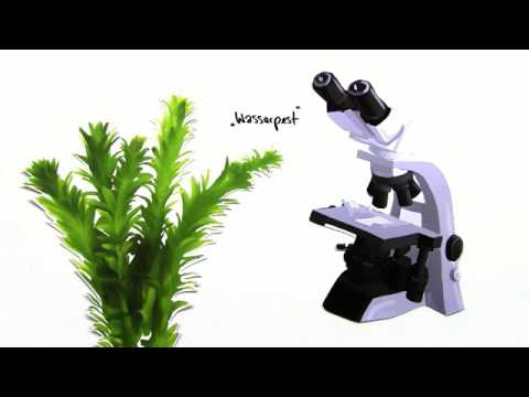 ZELLDIFFERENZIERUNG | ORGANISATIONSEBENEN VON TIER- UND PFLANZENZELLEN | Biologie