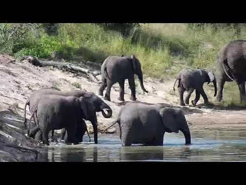 Djuma: Elephant herd comes for a drink - 14:33 - 04/21/20