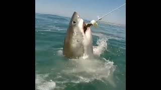 Download lagu Fishing Monster ~ fishing strike #short mp3