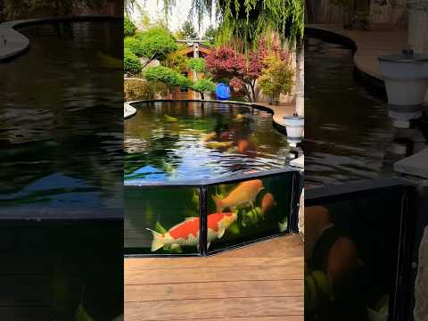 Big Glass Window Koi Pond Design 😳😍 #watergarden #koipond #gardenscapes #koifish #watergarden