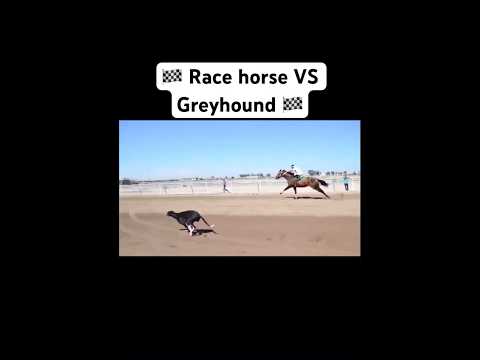 Who wins Race horse VS Greyhound dog part 4 #Shorts #FYP #GoViral #Saluki