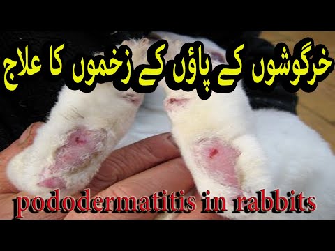 , title : 'pododermatitis in rabbits | sore hocks rabbit treatment | Ep. 8 | rabbit care'