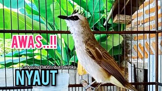 Download lagu TRUCUK BETINA memanggil lawan, pancingan trucuk agar cepat BUNYI GACOR NGALAS mp3 Download lagu TRUCUK BETINA memanggil lawan, pancingan trucuk agar cepat BUNYI GACOR NGALAS mp3