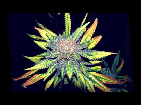 Davojah - LA WEED - ART AKNID PROD