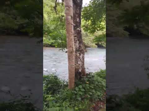 Rio Lanquin agua turquesa visto desde Hotel Oasis #rio #lanquin #altaverapaz