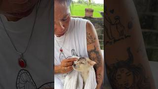 Abandoned Puppy Looks Unrecognizable Just Weeks Later | The Dodo
