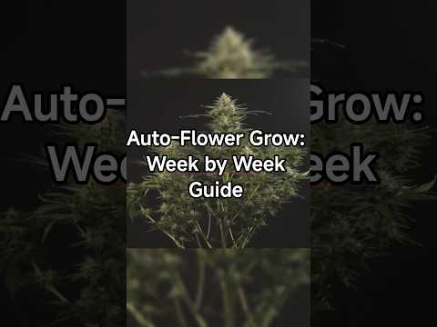Auto-Flower Grow: Week by Week Guide 🌱⏳
