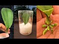Magic tips to help a 1-leaf orchid take root immediately and produce many flowers