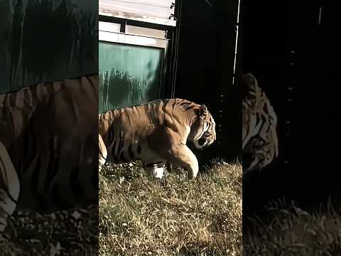 Why Tiger Most Powerful Beast By info fact News