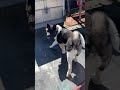 Dog Safety Thx Jeremy