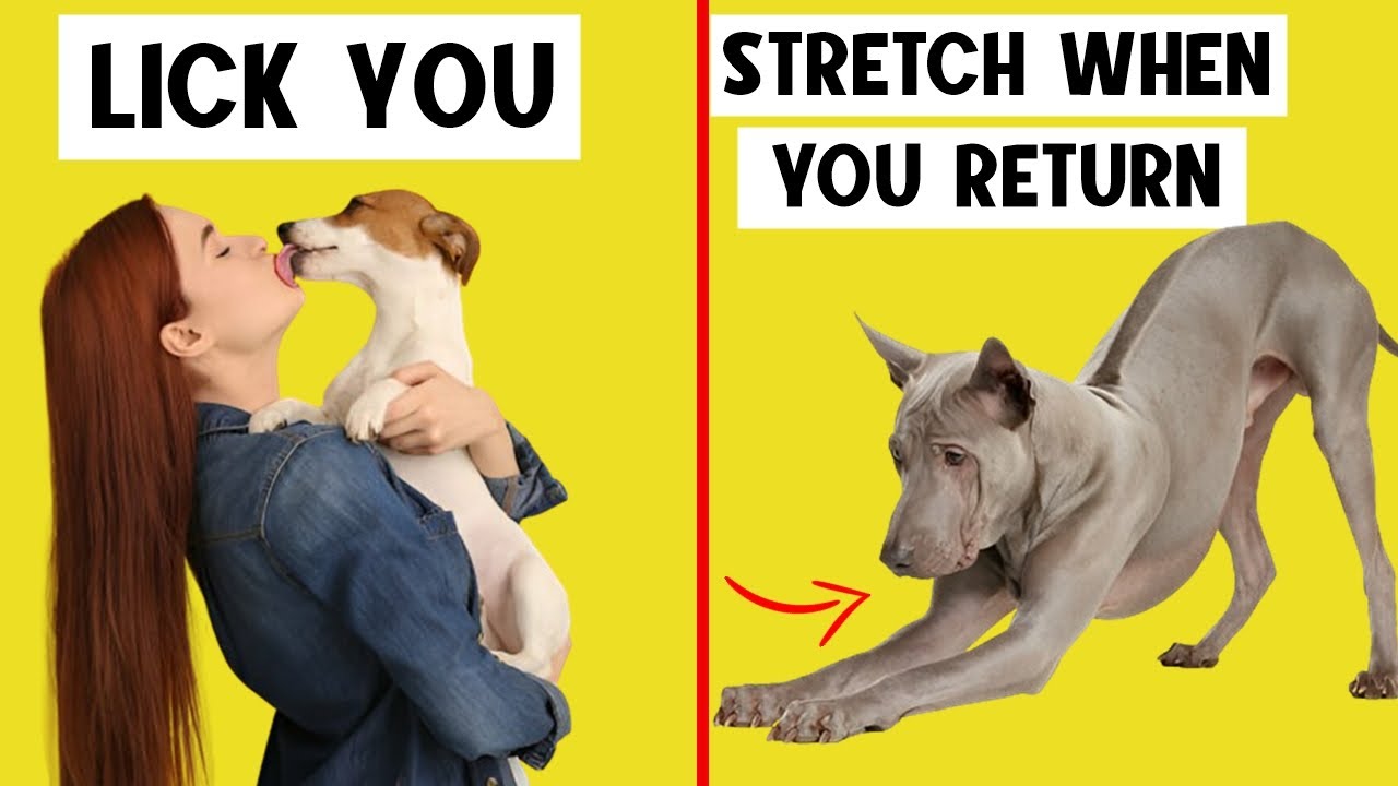 15 Weird Dog Behaviors Explained 🔥
