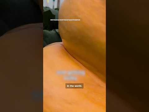 The quest for the world’s largest pumpkin