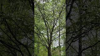 Beautiful dogwood tree #nature #tree #dogwood