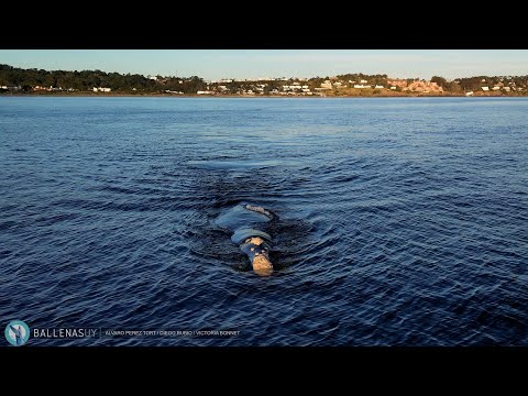 Ballena Franca en Portezuelo, Punta del Este, Uruguay - 30/07/25