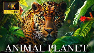 Animal Planet 4K - Amazing World of Animal Kingdom | Scenic Relaxation Film