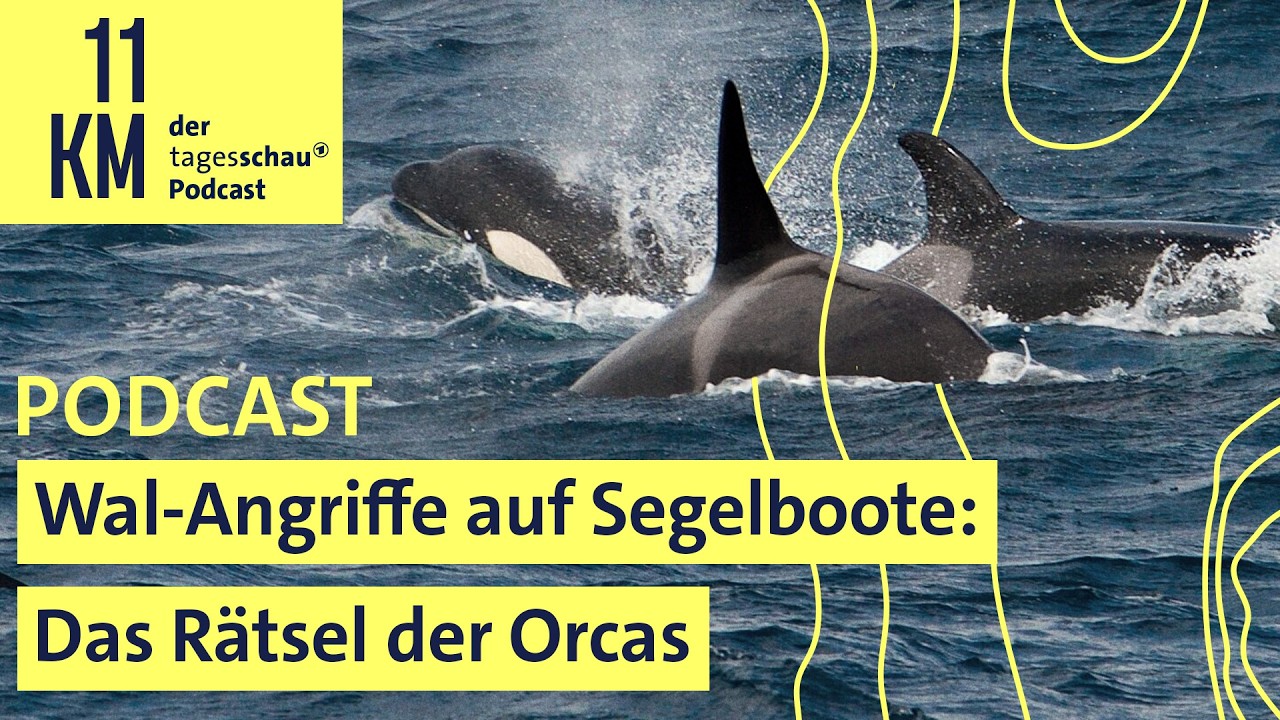 Wal-Angriffe auf Segelboote: Das Rätsel der Orcas