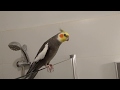 Phoebe happy Cockatiel singing Totoro in the bathroom