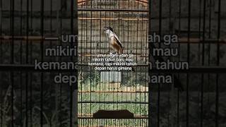 Download lagu story atau status wa burung cendet mp3 Download lagu story atau status wa burung cendet mp3