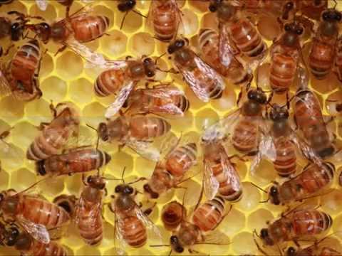 Honeybees Inside the Hive