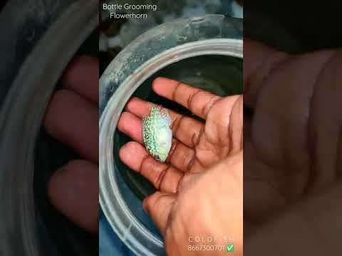 Flowerhorn BOTTLE GROOMING ✅ #flowerhorn #fish #pet #water #bloodworms #pellets #kolathurfishmarket✅