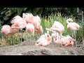 San Diego Zoo Safari Park When Flamingos Attack
