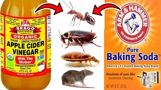 7 Effective Ways to Kill Pests with Baking Soda and Vinegar