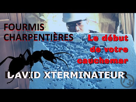 T3 CIRCLE EXTERMINATION video.