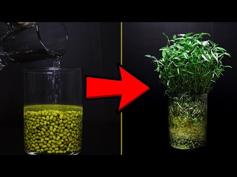 7 day in 3 Minutes - Mungbean Grow Timelapse