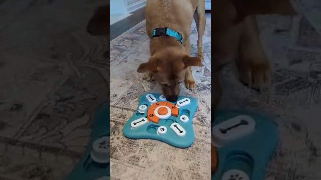 Pumba, a Adoptable mixed breed in Barrie, ON video 6/6