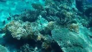 preview picture of video 'Humpback unicornfish while scuba diving around coral reefs in Beqa lagoon, Fiji'