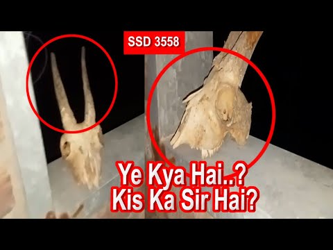 SSD 3558 | Ye Kya Hai..? Kis Ka Sir Hai? |
