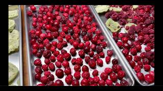 FREEZE DRYING RASPBERRIES AND CRANBERRIES HARVEST RIGHT