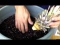 Pineapple Plants: How to Grow a Pineapple 
