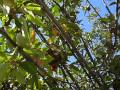 Squirrel In Apple Tree