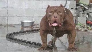 TOP 10 STRONGEST DOGS IN THE WORLD