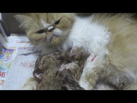РОДЫ КОШКИ ПЕРСИДСКИЕ КОТЯТА