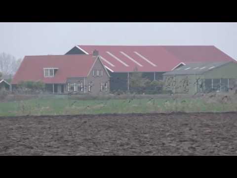 Natuur in Zeeland - een zwerm kieviten boven een akker