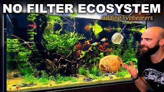 ADDING FISH TO THE ECOSYSTEM: ULTRA BUDGET AQUARIUM