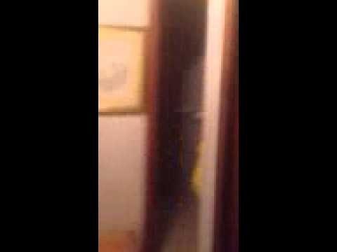 High Quality Footage of Live Chicken Attack (144p HD)