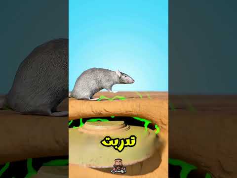 كيف الفئران الضخمة تكتشف الألغام 🤔